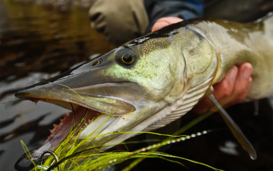 Top Lures for Mastering Muskie Fishing