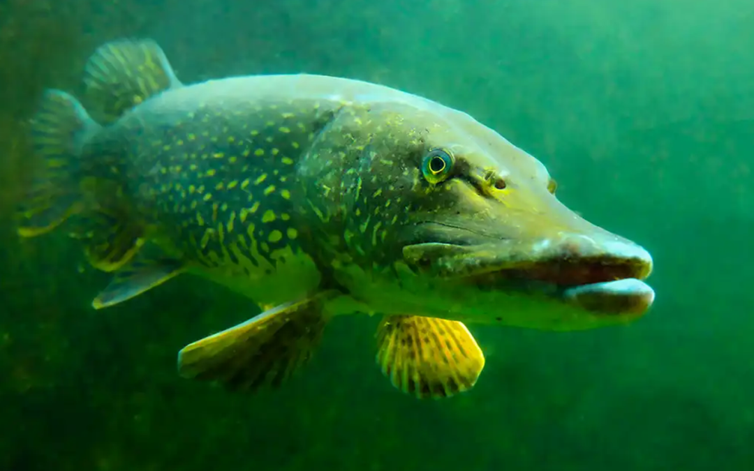 Top Lures for Catching Pike